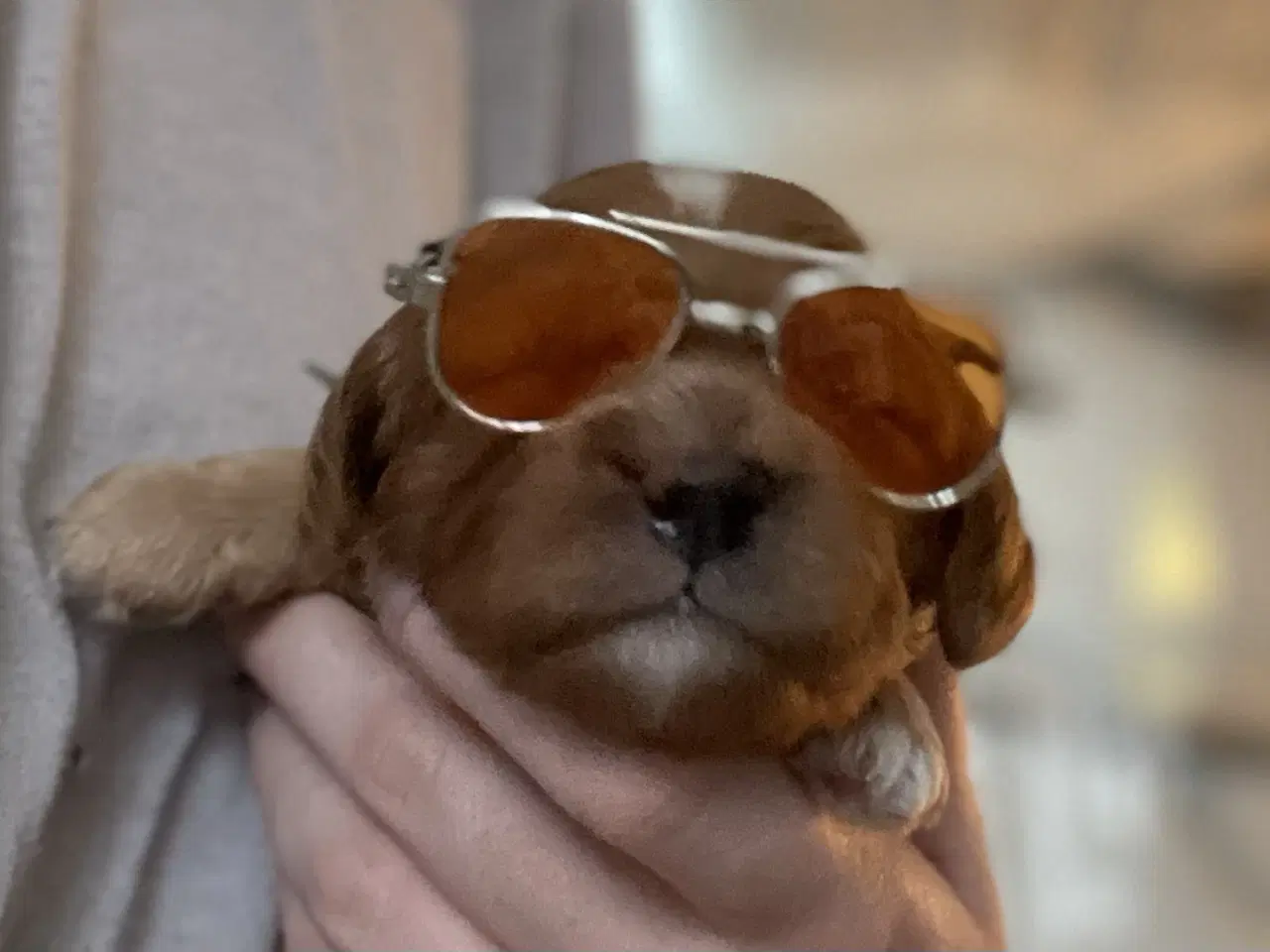 Billede 7 - Cava/cockerpoo hvalpe søger kærlige hjem