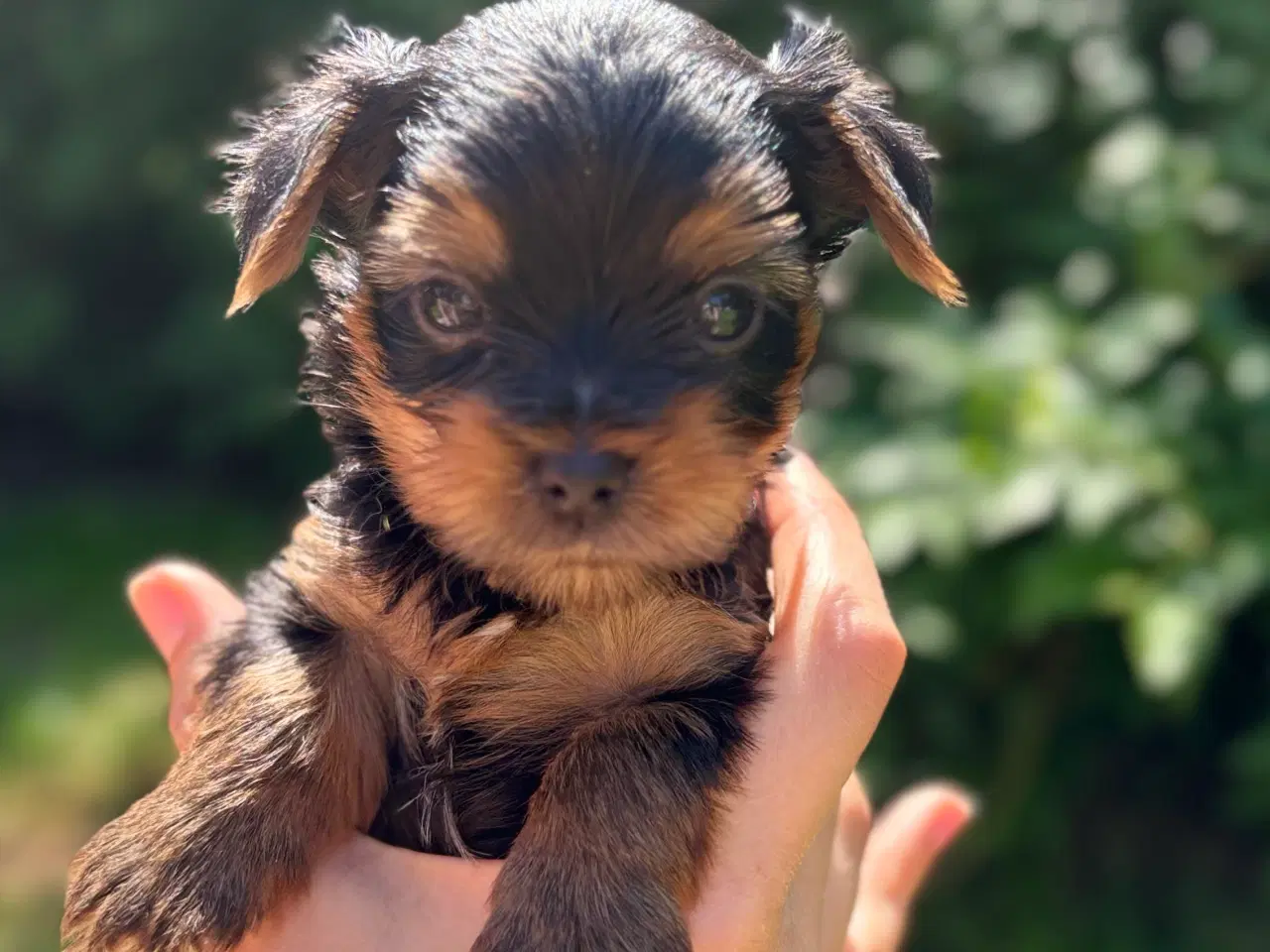 Billede 5 - Yorkshire terrier 