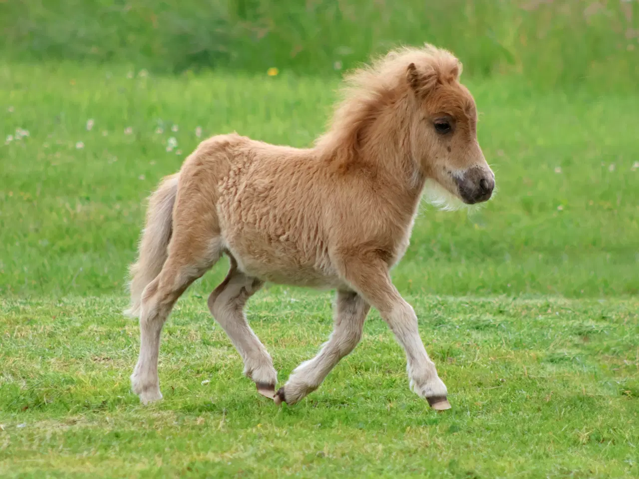 Billede 5 - Mini hoppeføl 