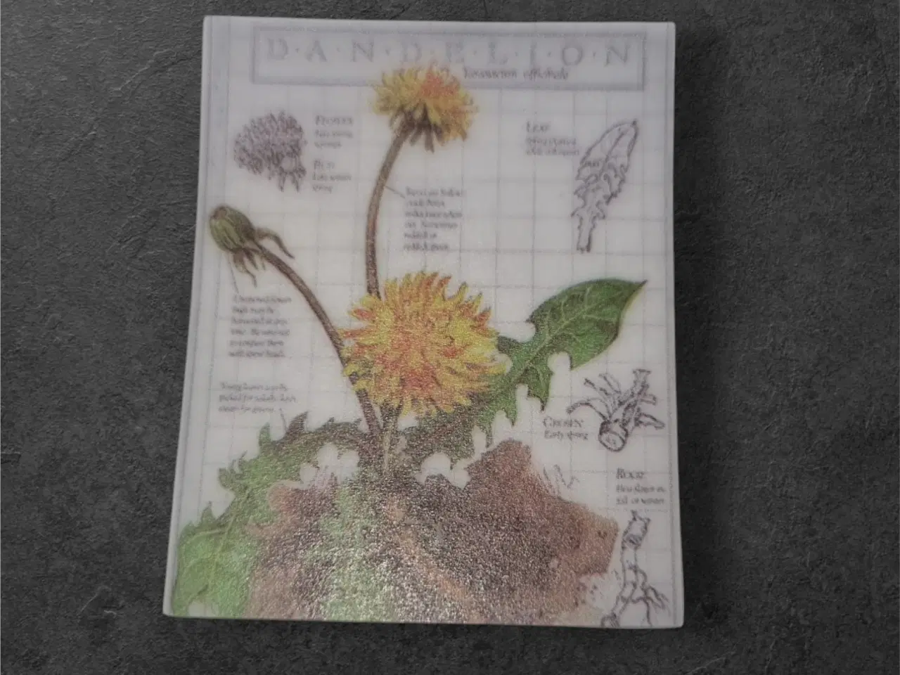 Billede 1 - Papirark med detaljeret mælkebøtteillustration