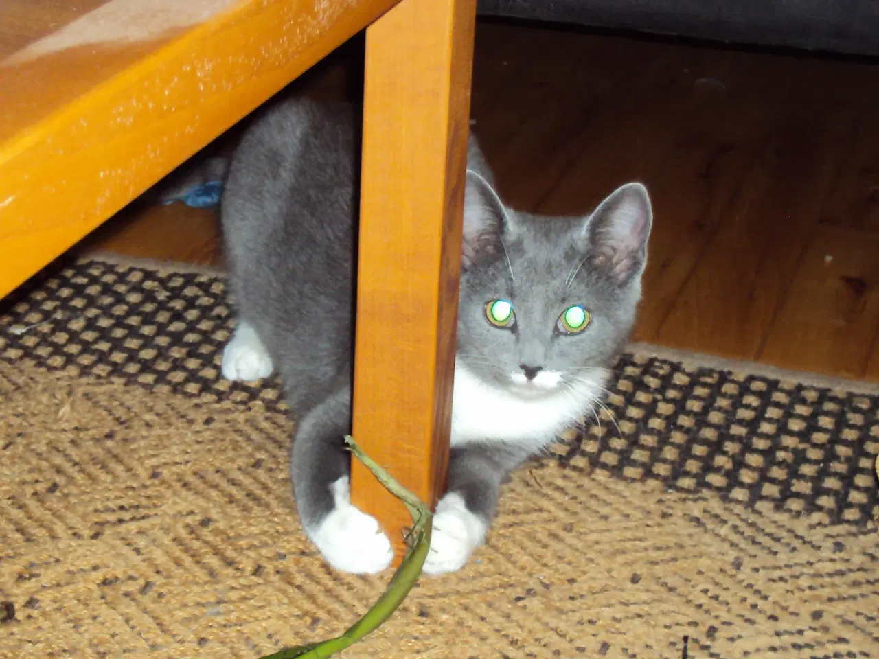 Billede 1 - Sød kattekilling