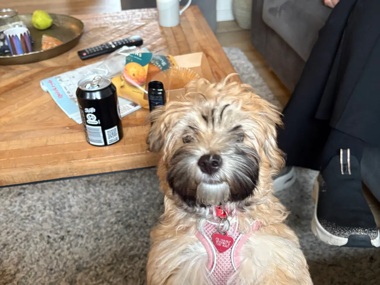 Billede 8 - Smukke Bichon Havanais