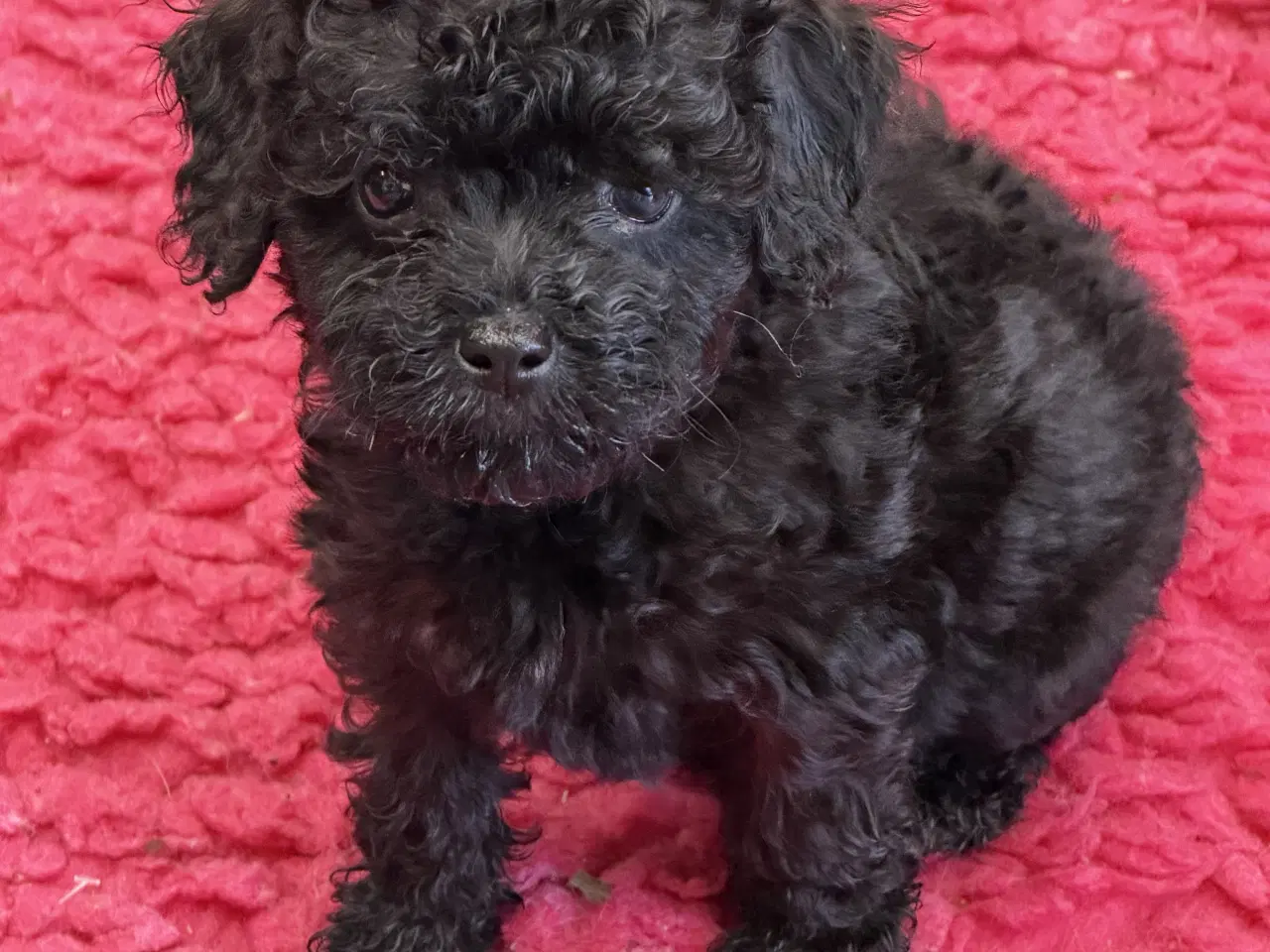 Billede 7 - Cavapoo hvalpe 