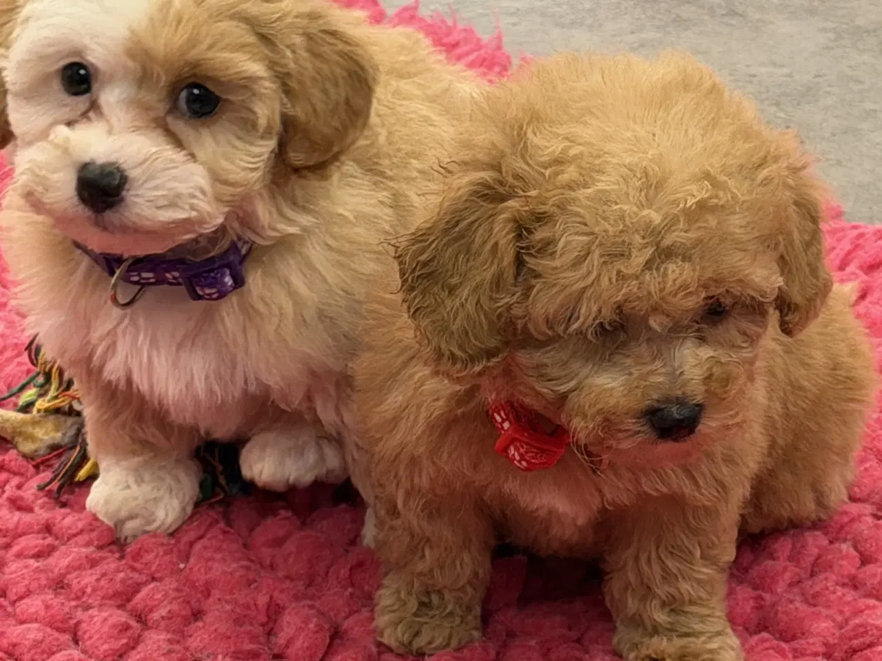 Billede 2 - Maltipoo piger rejseklar 