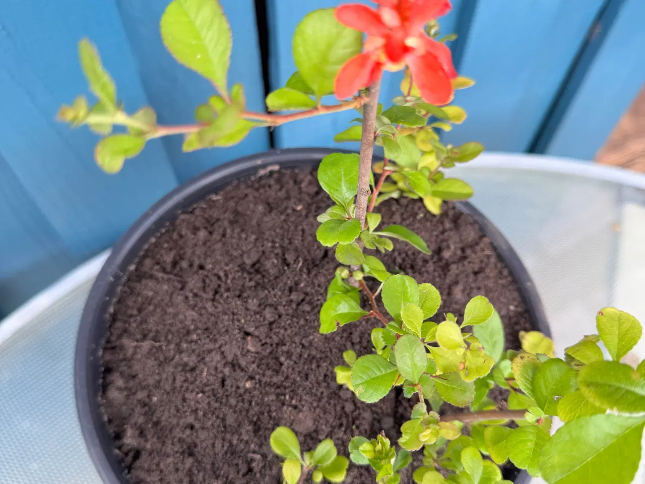 Billede 5 - Japankvæde (Chaenomeles japonica)
