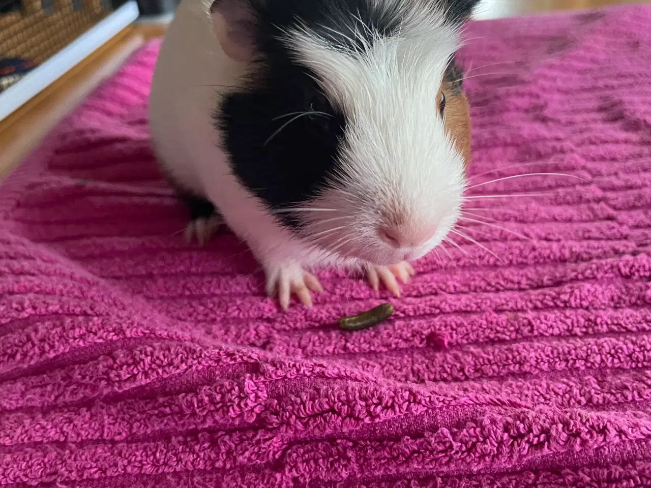 Billede 3 - Bortgives marsvin