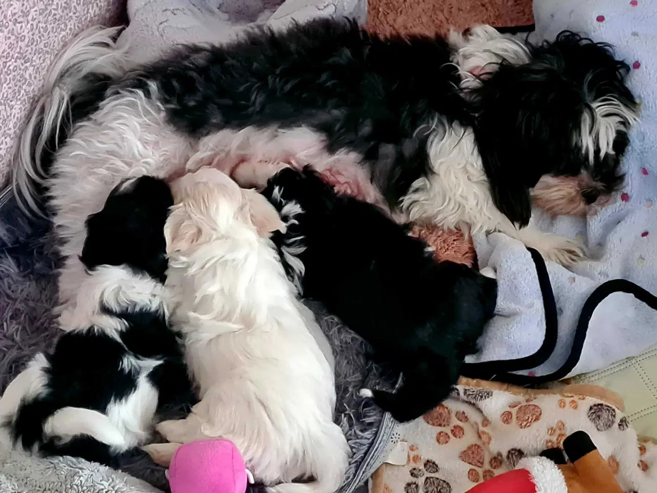 Billede 6 - Bichon havanais hvalp