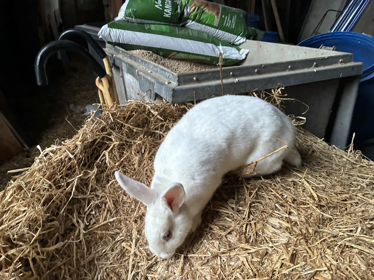 Billede 2 - Kanin