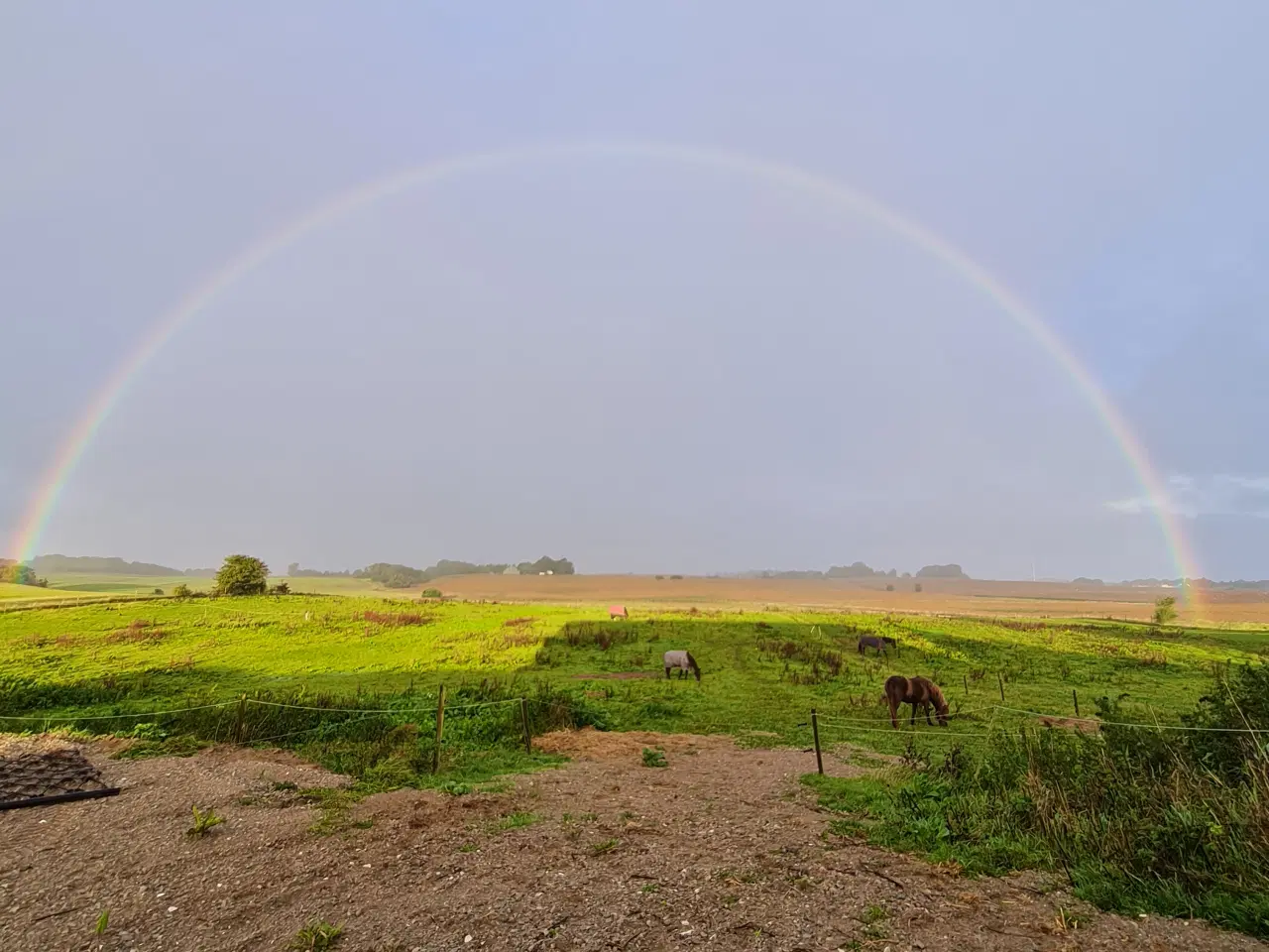 Billede 4 - Opstaldning 7160 Tørring