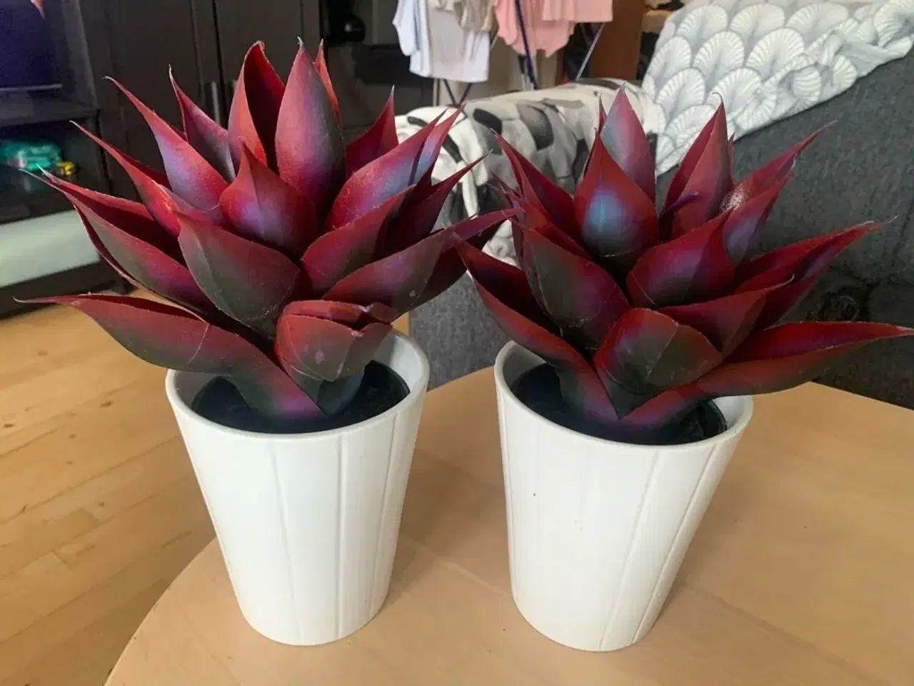 Billede 1 - Kaktus planter i potte