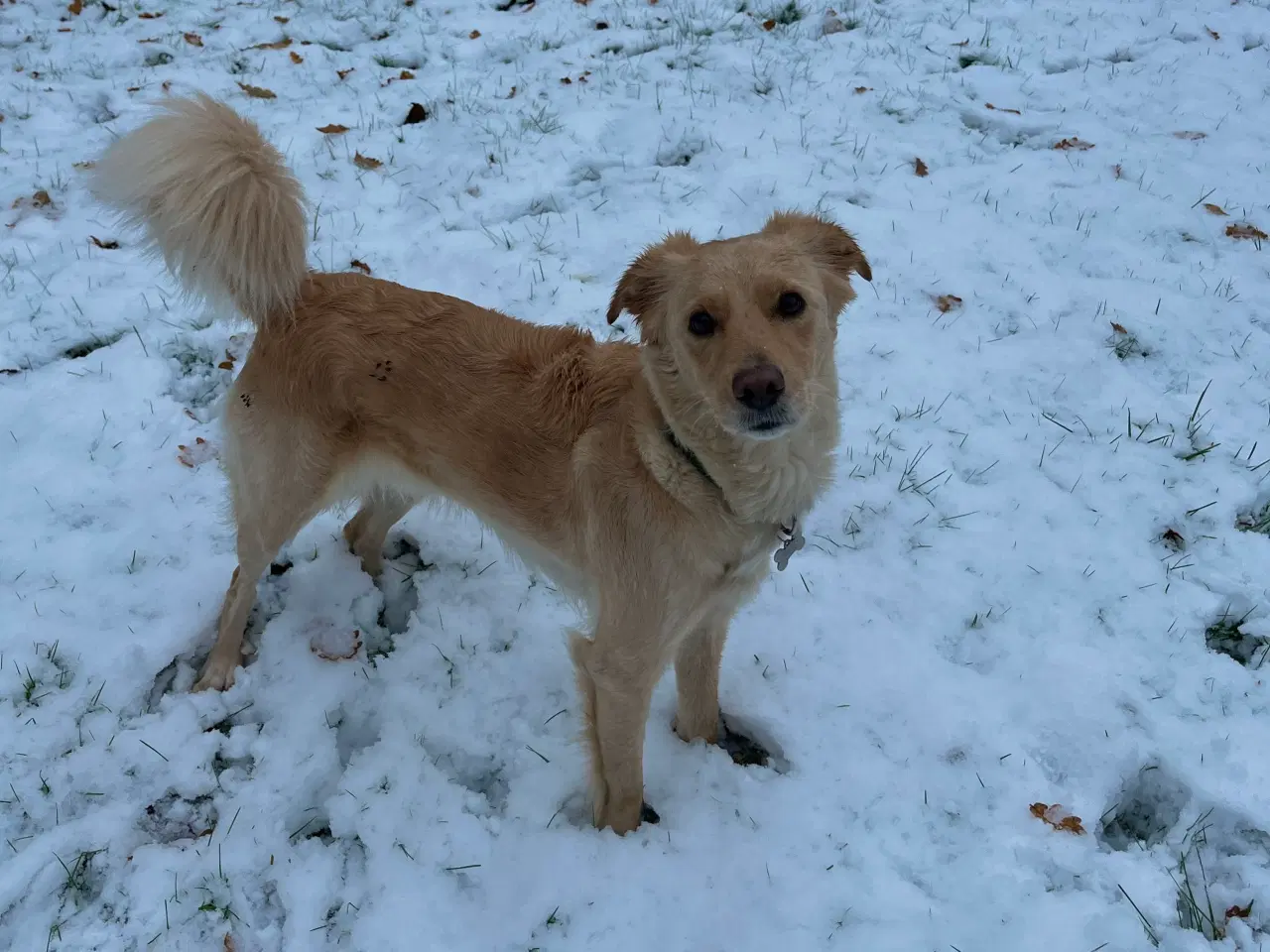 Billede 5 - Golden Doodle