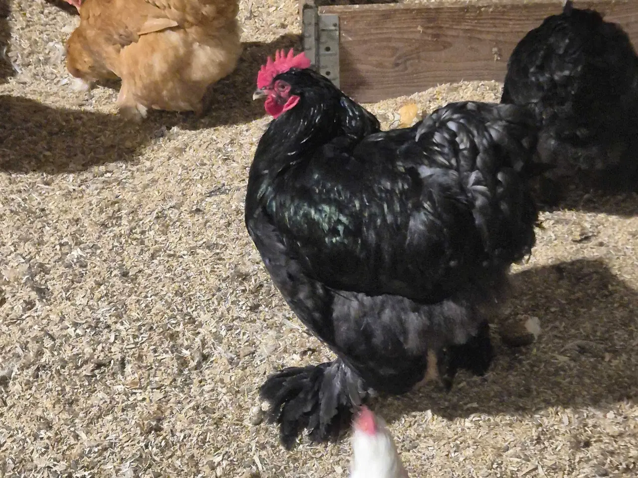 Billede 2 - Kochin i sort 