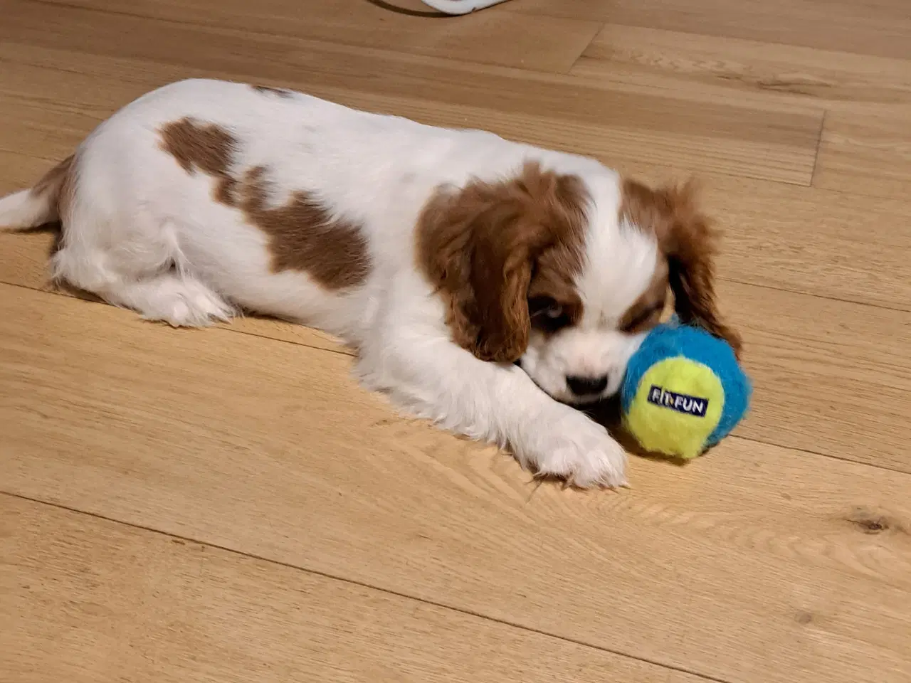 Billede 4 - Cavalier King Charles Spaniel hvalpe