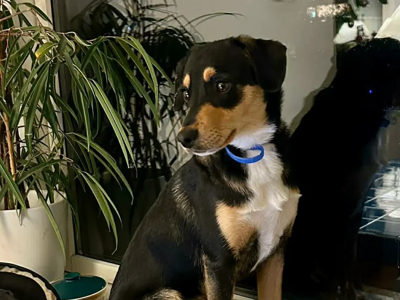 Billede 5 - Søde Charlie til omplacering