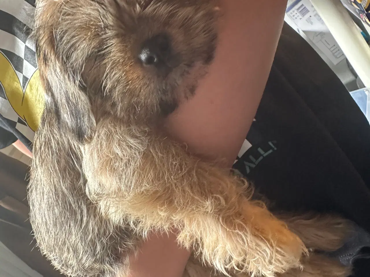 Billede 7 - Shih tzu blanding 