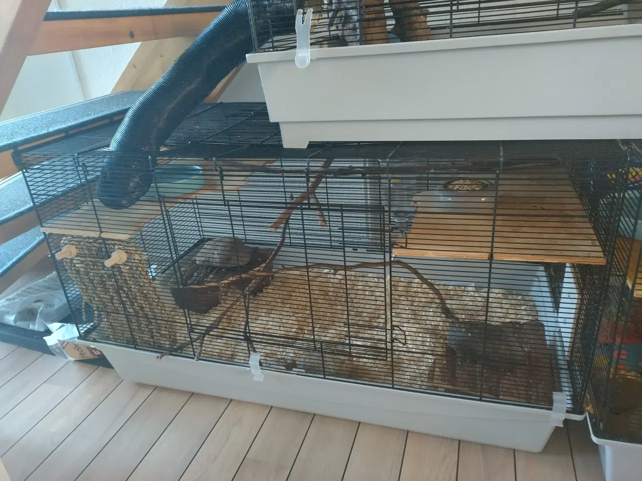 Billede 13 - Tamrotter (4 Drenge),(2 Piger)