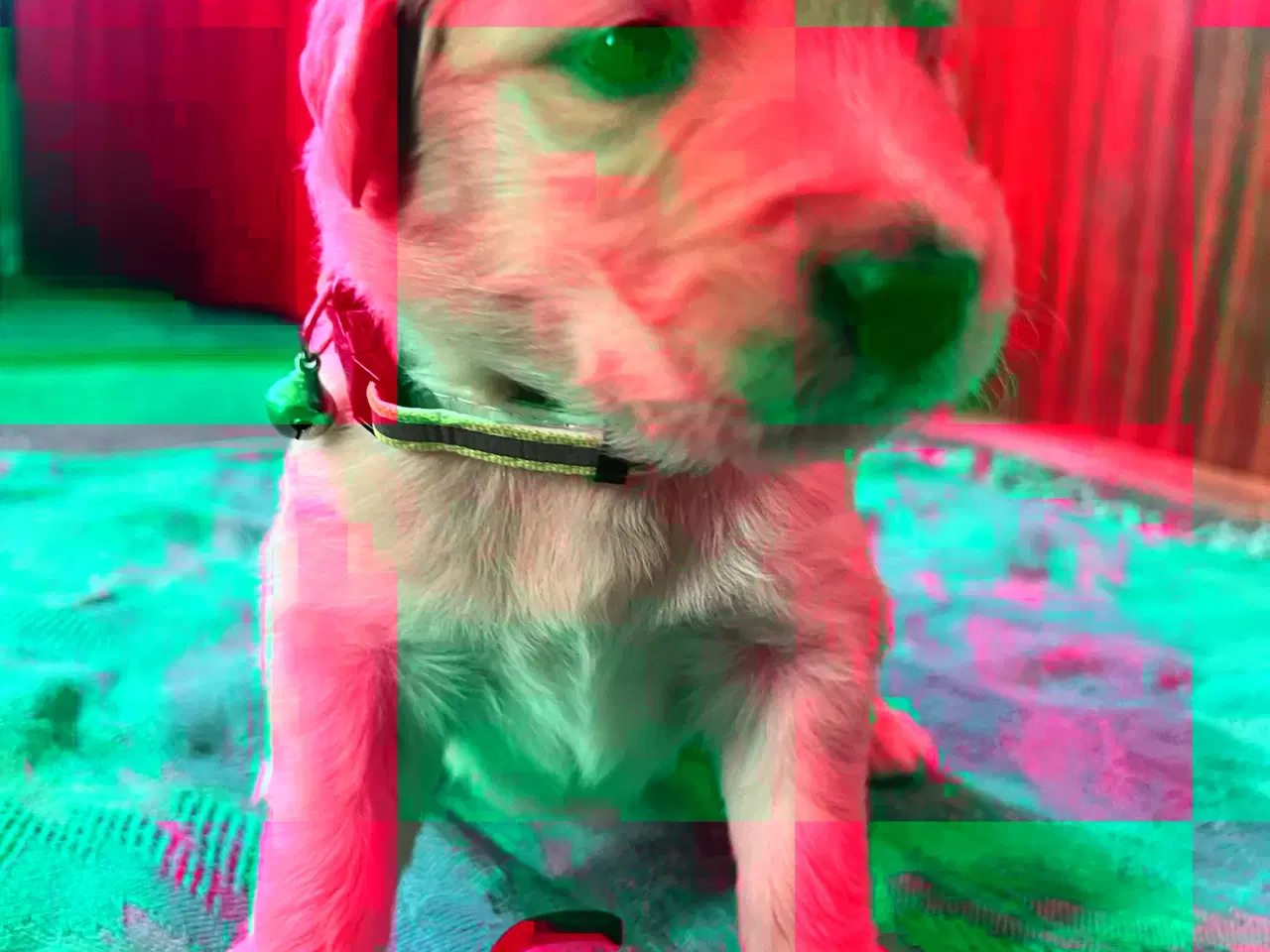 Billede 17 - Vi søger nyt hjem.