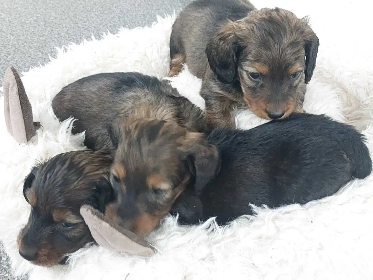 Billede 5 - Langhåret gravhund 