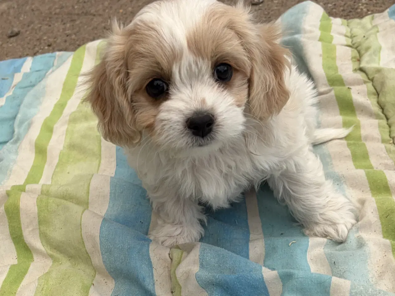 Billede 4 - De små dejligste Cavachon babyer nu!
