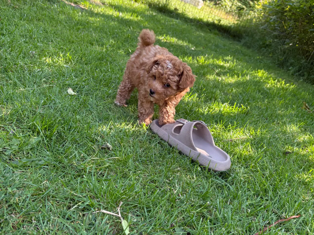 Billede 4 - De dejligste små maltipoo hvalpe