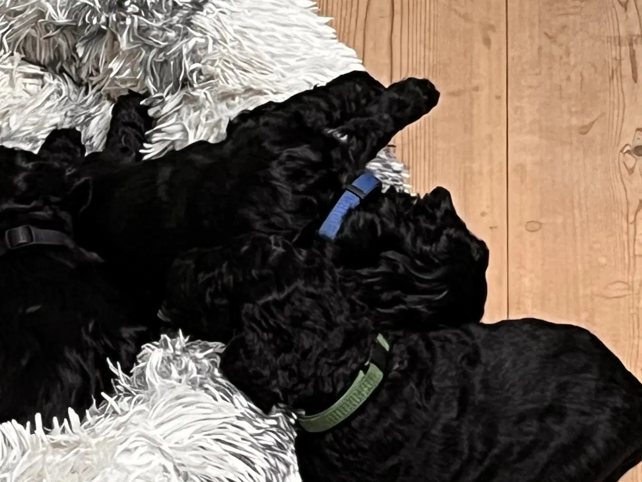 Billede 6 - Cockapoo hvalpe søger nye hjem