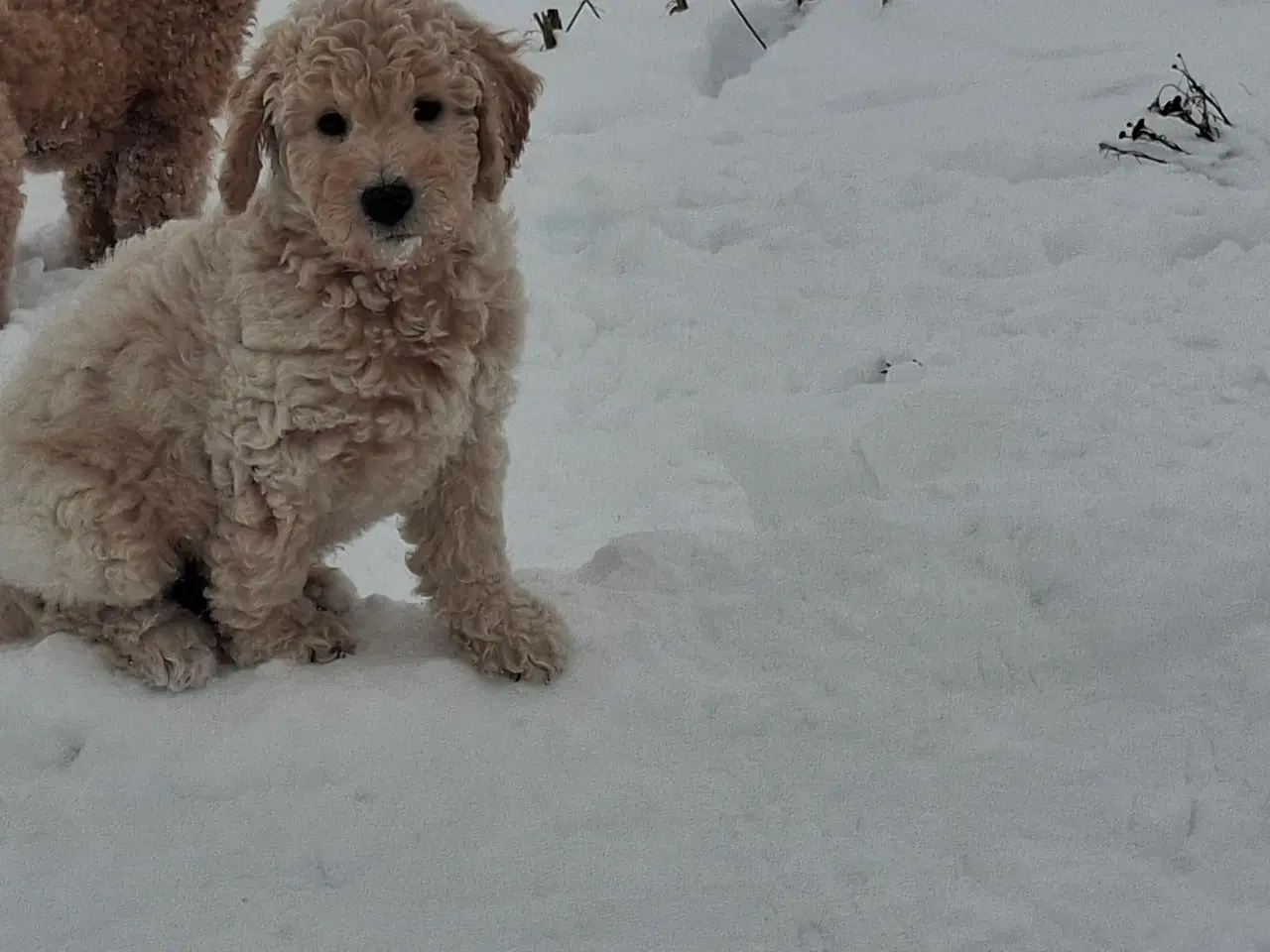 Billede 1 - Labradoodle/ Goldendoodle medium f2