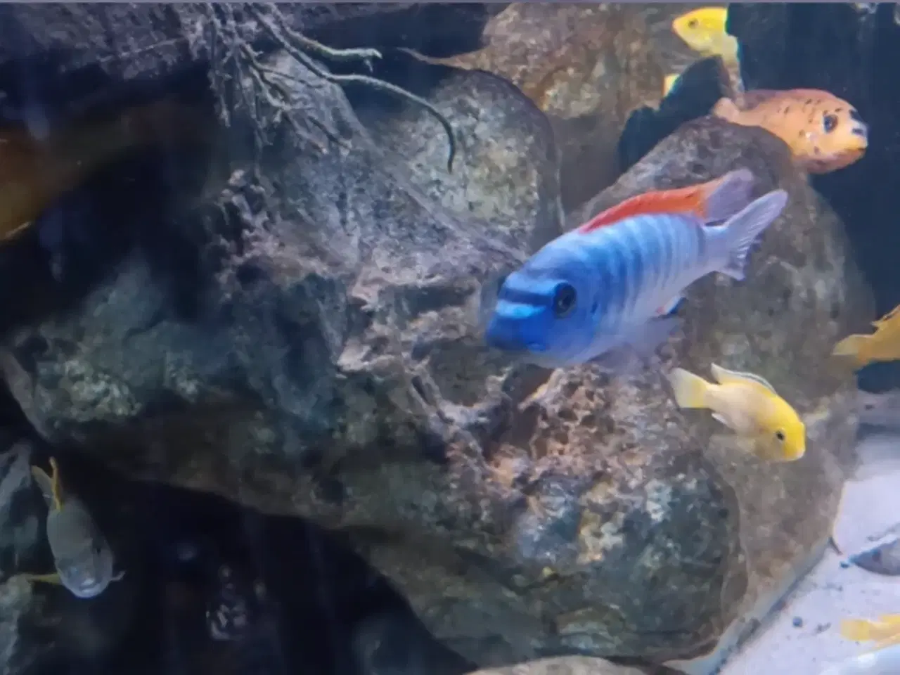 Billede 7 - Avl fra mine flotte  F1 ciclider i smukke nuancer.