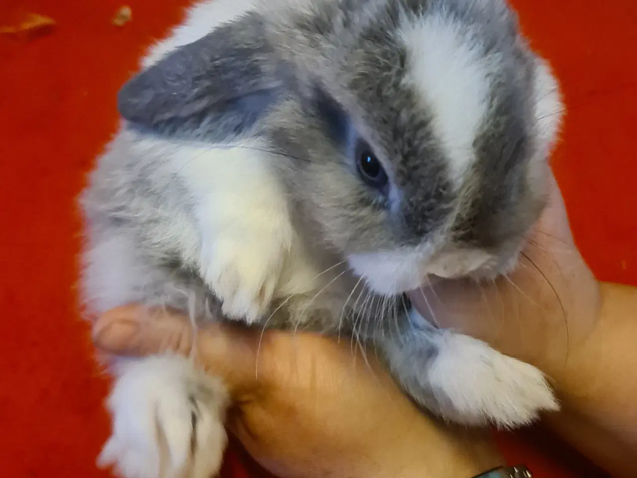 Billede 5 - Mini Lop Kaninunger 