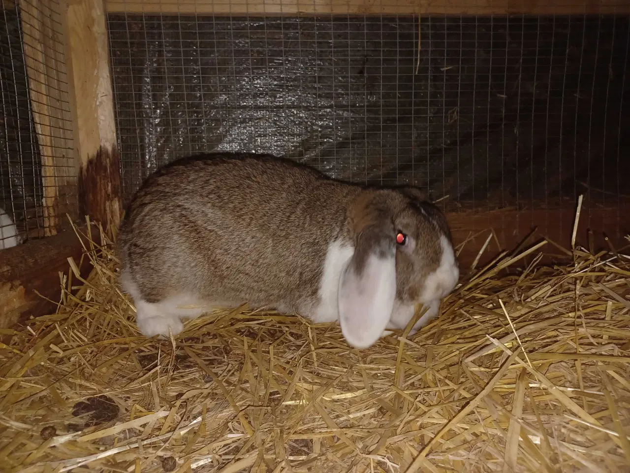 Billede 2 - Fransk vædder hun 