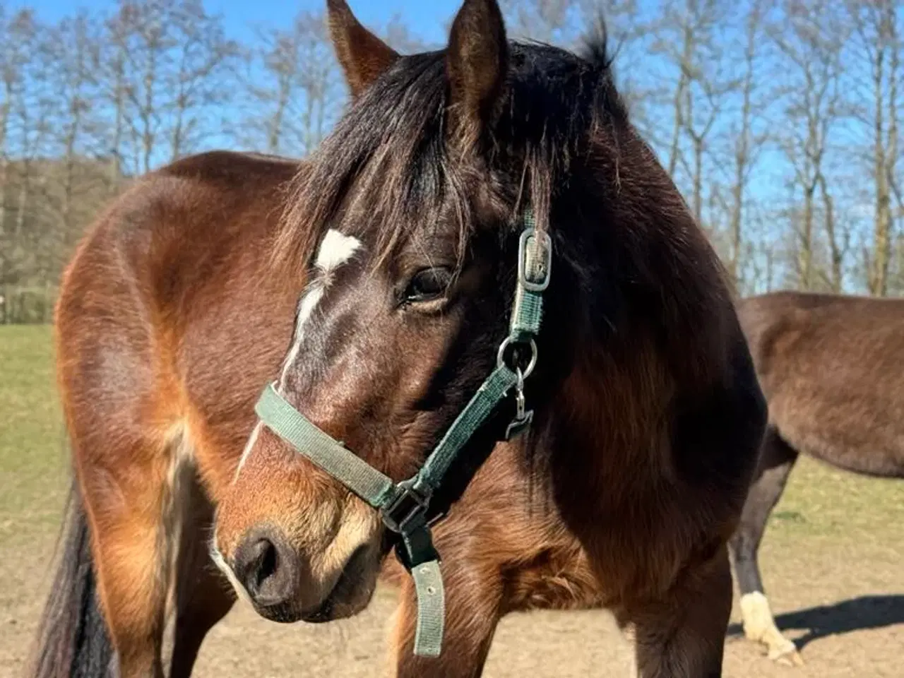 Billede 3 - Ung pony klar til arbejde 