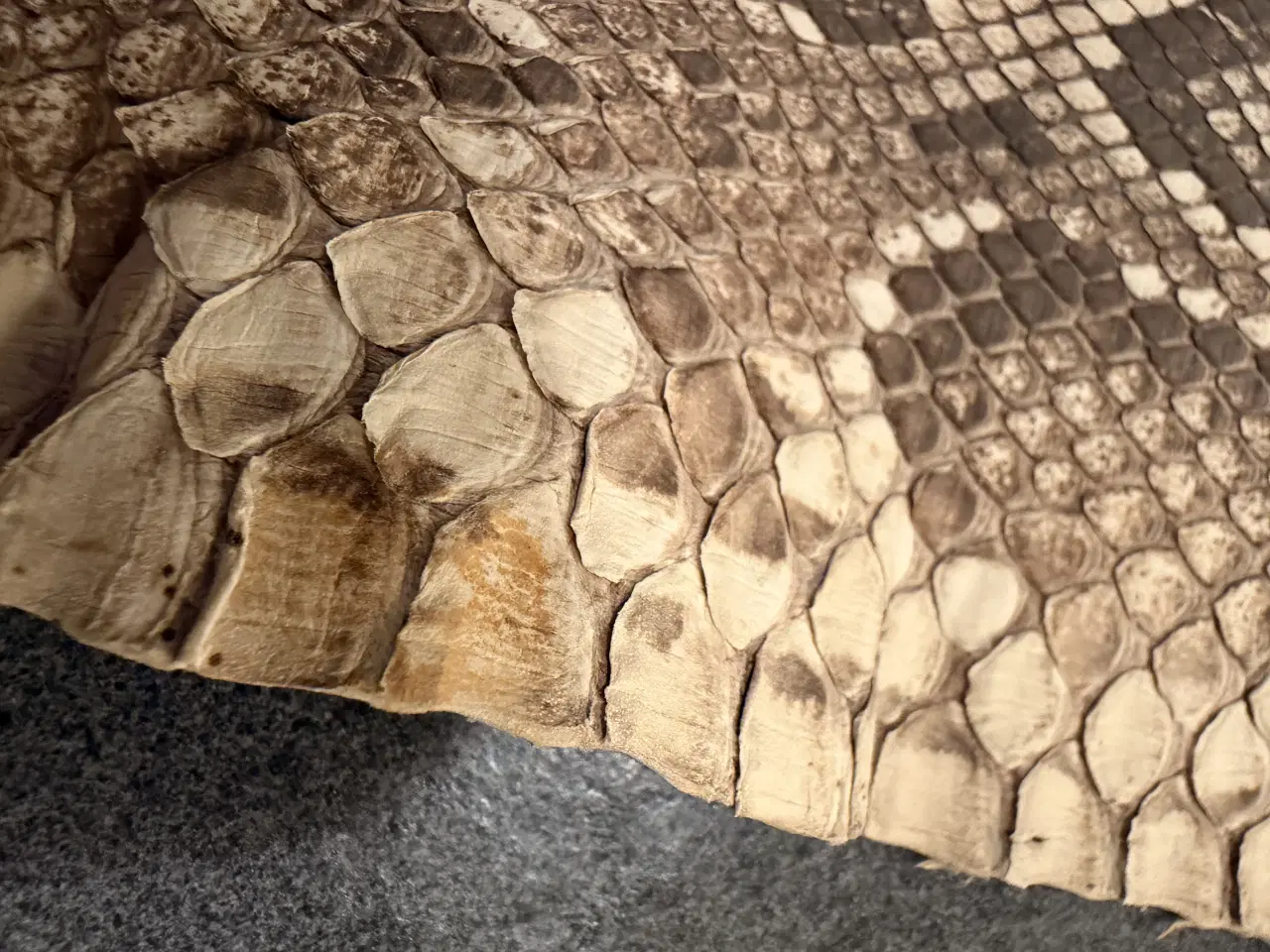 Billede 1 - Slangeskind “python”