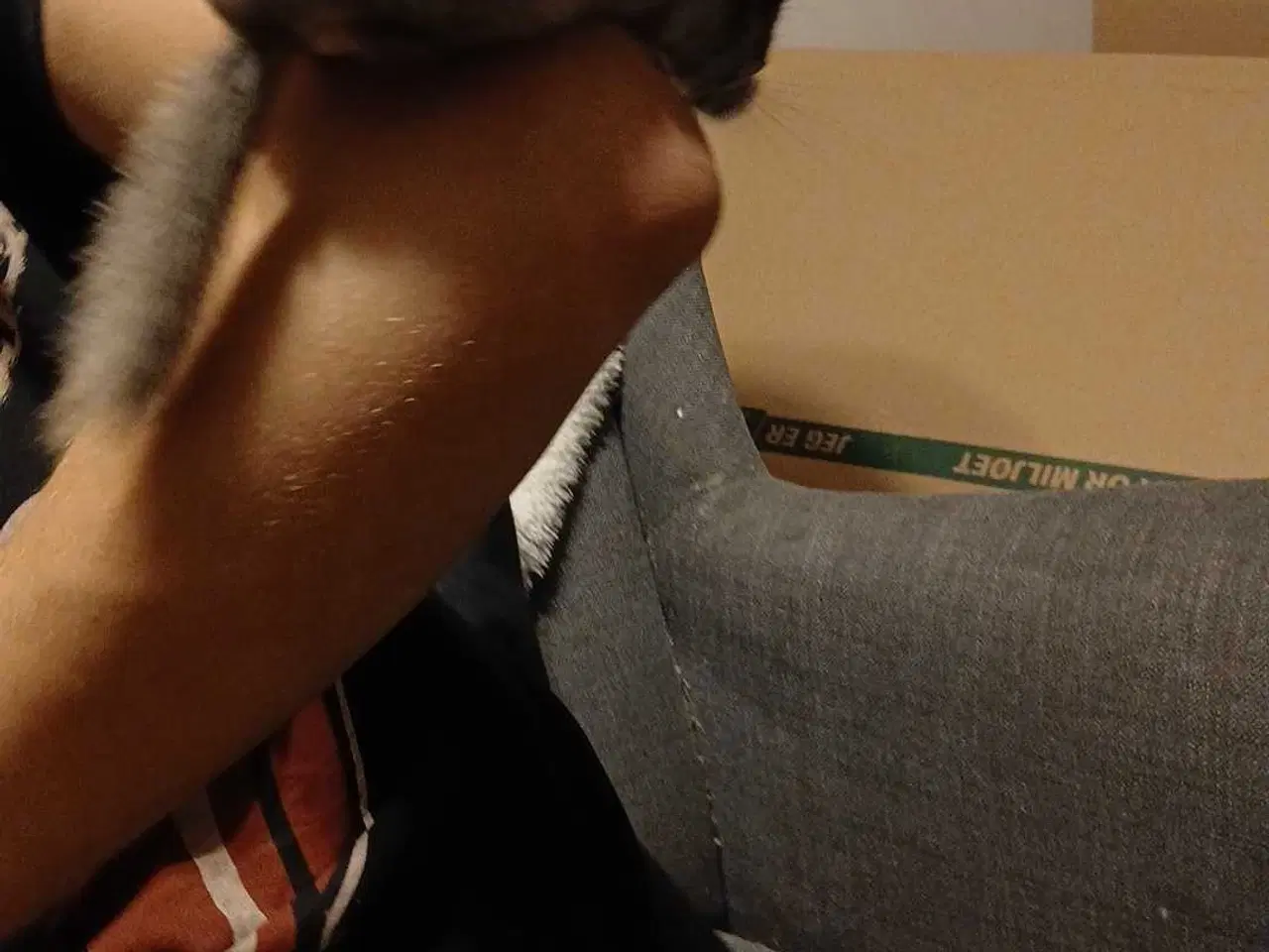 Billede 5 - Chinchilla 