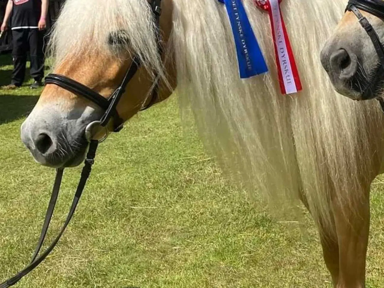 Billede 8 - Smuk, kåret haflinger 