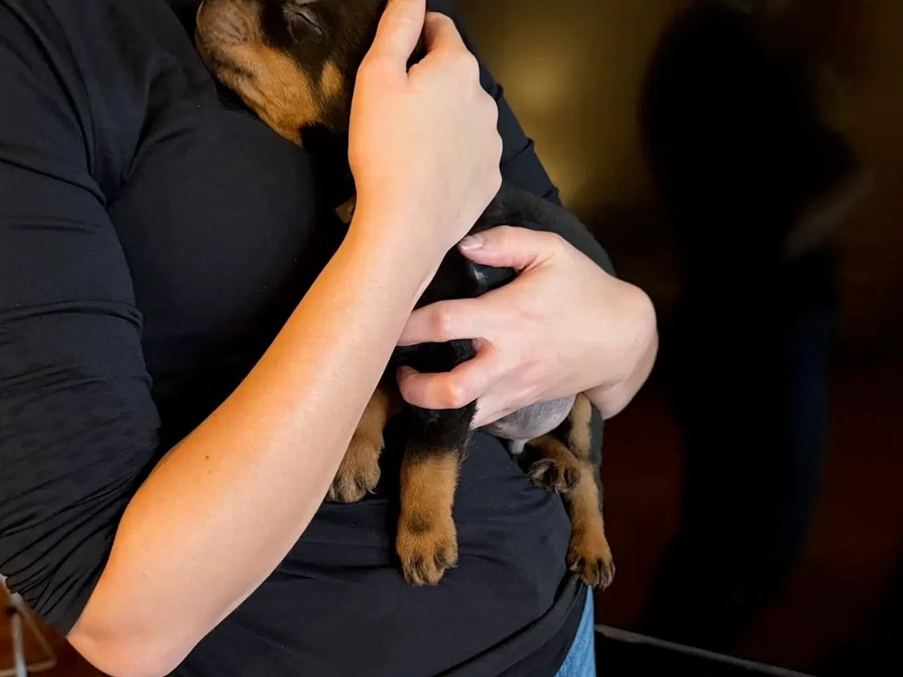 Billede 2 - Rottweiler hvalpe