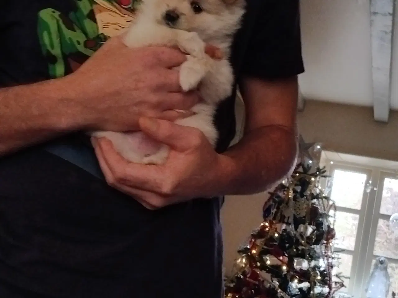 Billede 4 - Ægte Pomeranian hvalpe 2 stk