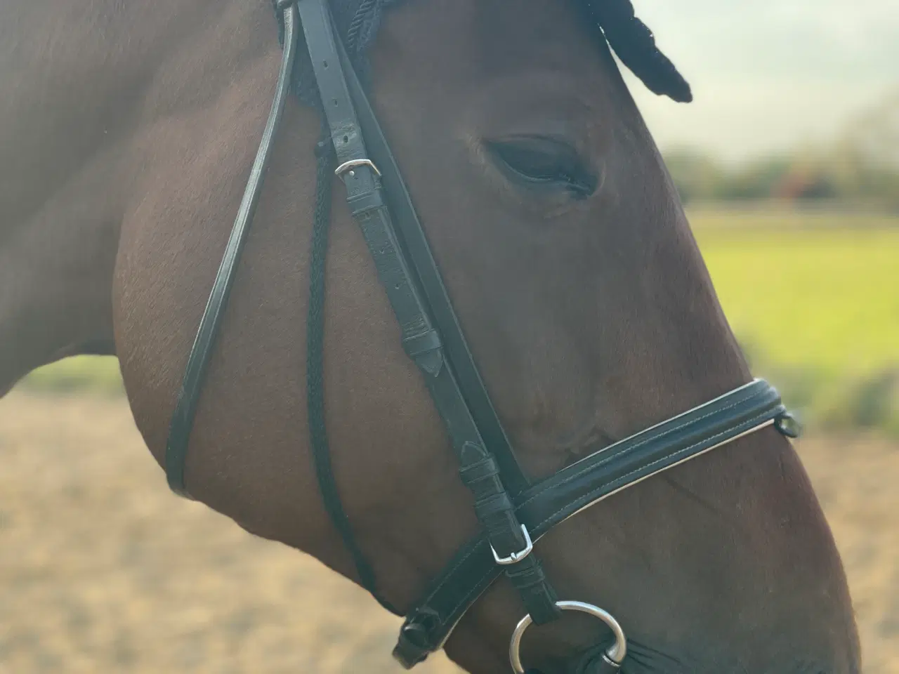 Billede 4 - Hest