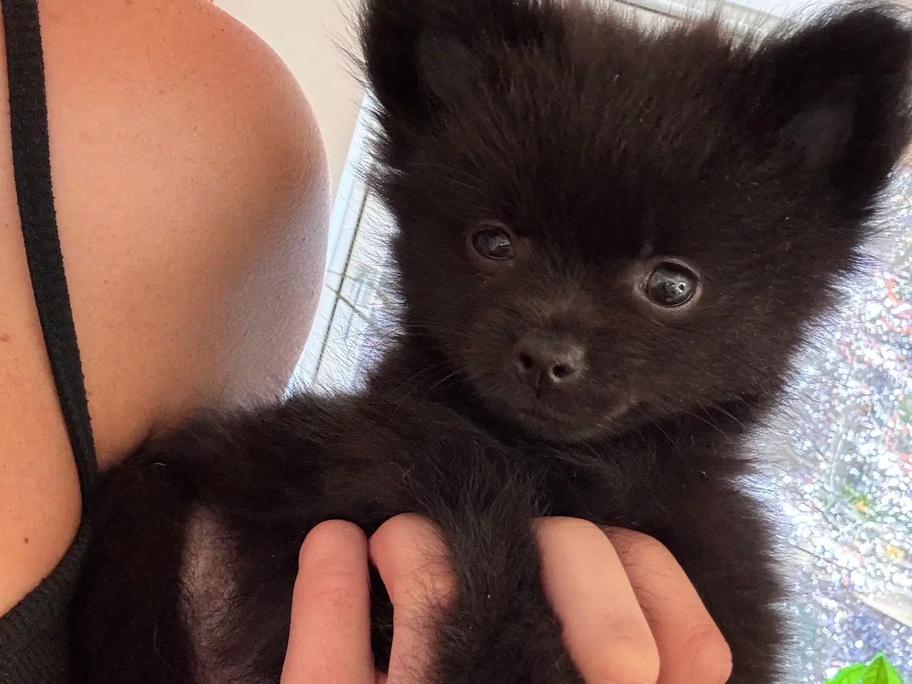 Billede 6 - Pomchi hvalp 