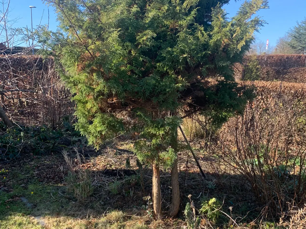 Billede 17 - Thuja busk og solbærbusk m m og mange marksten