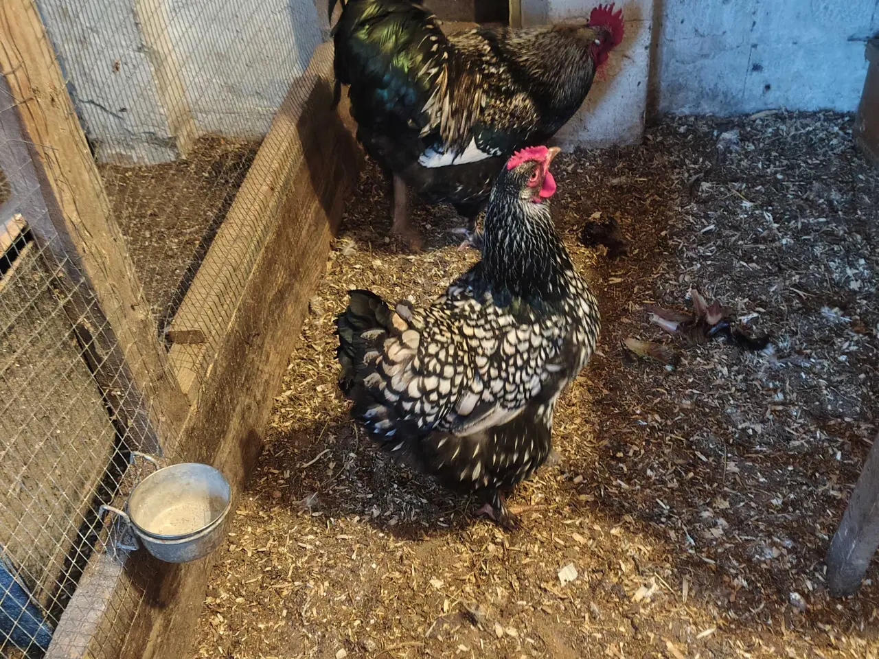 Billede 2 - Store høns
