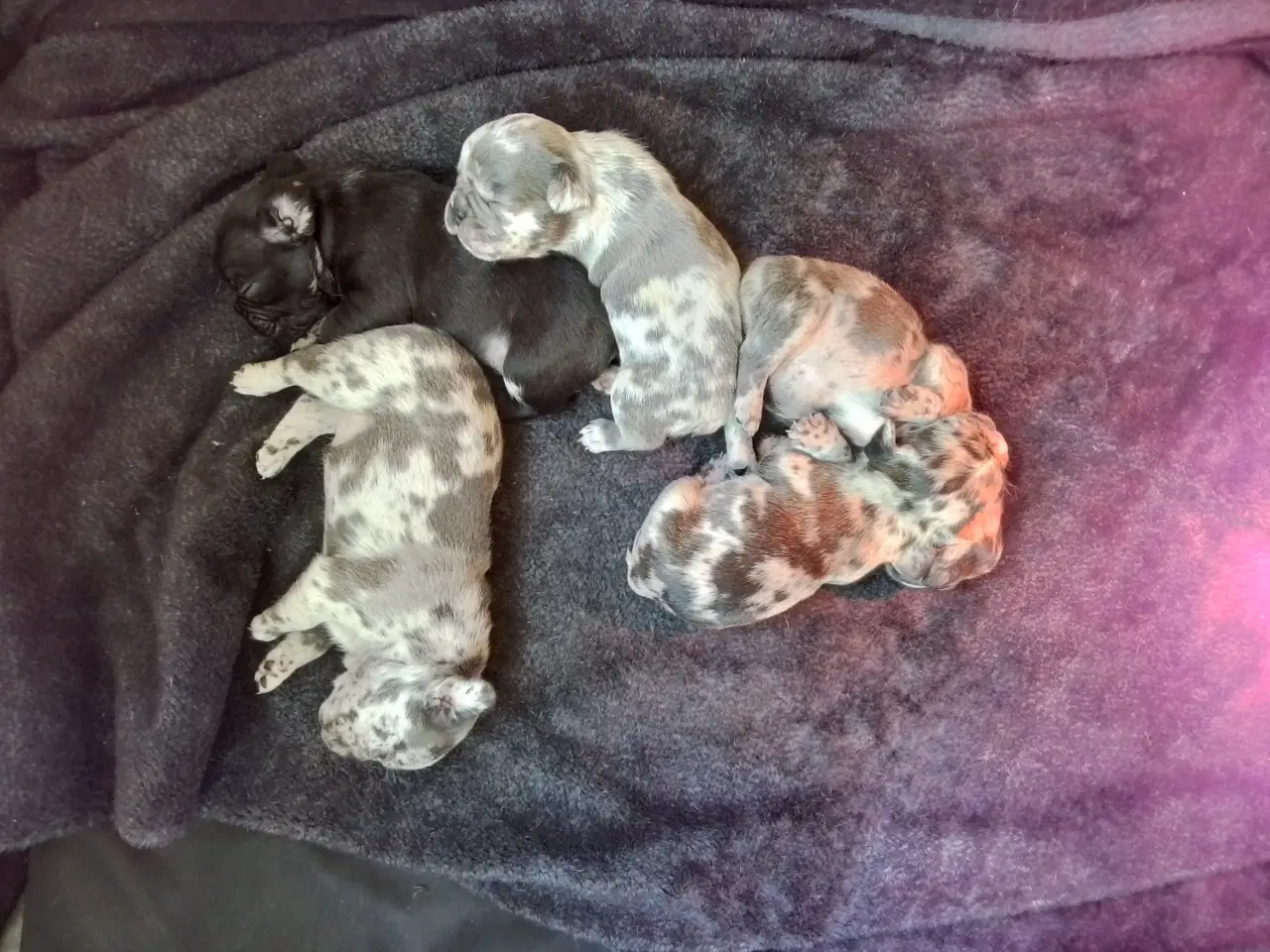 Billede 2 - Fransk bulldog, blå merle/plettet