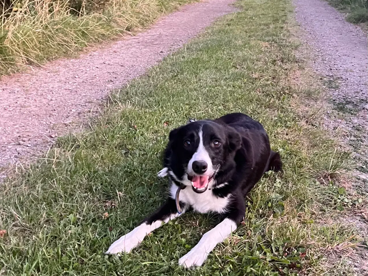 Billede 14 - Border Collie hvalpe
