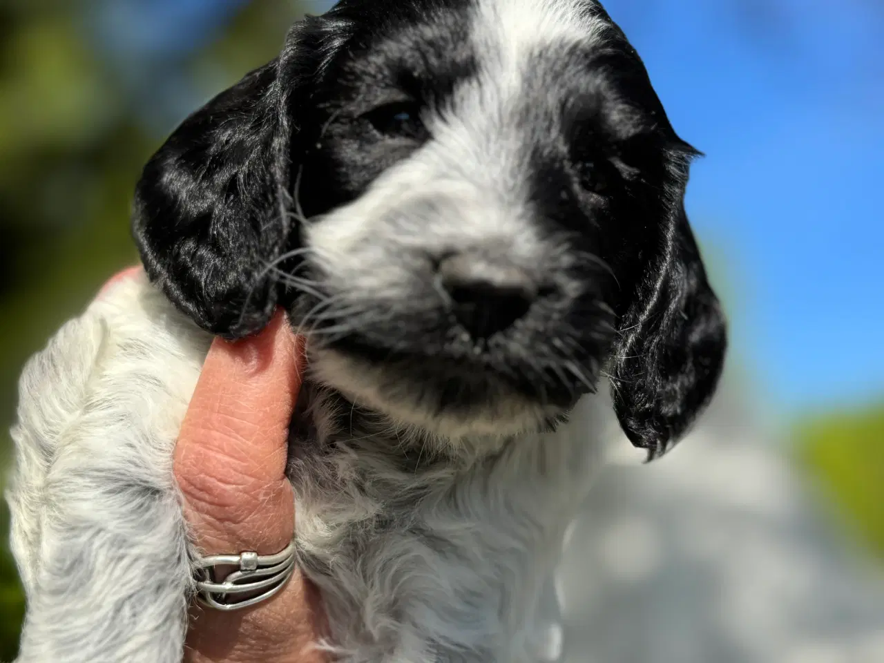 Billede 6 - Cockerdoodle eller Cockapoo. 3 tæver tilbage. 