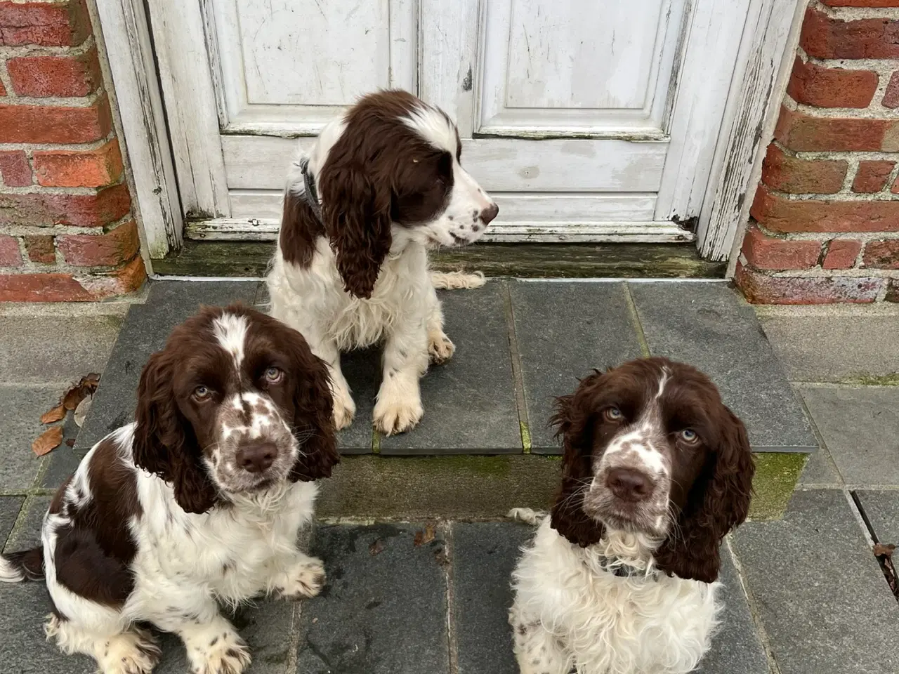 Billede 1 - Engelsk Springer Spaniel 