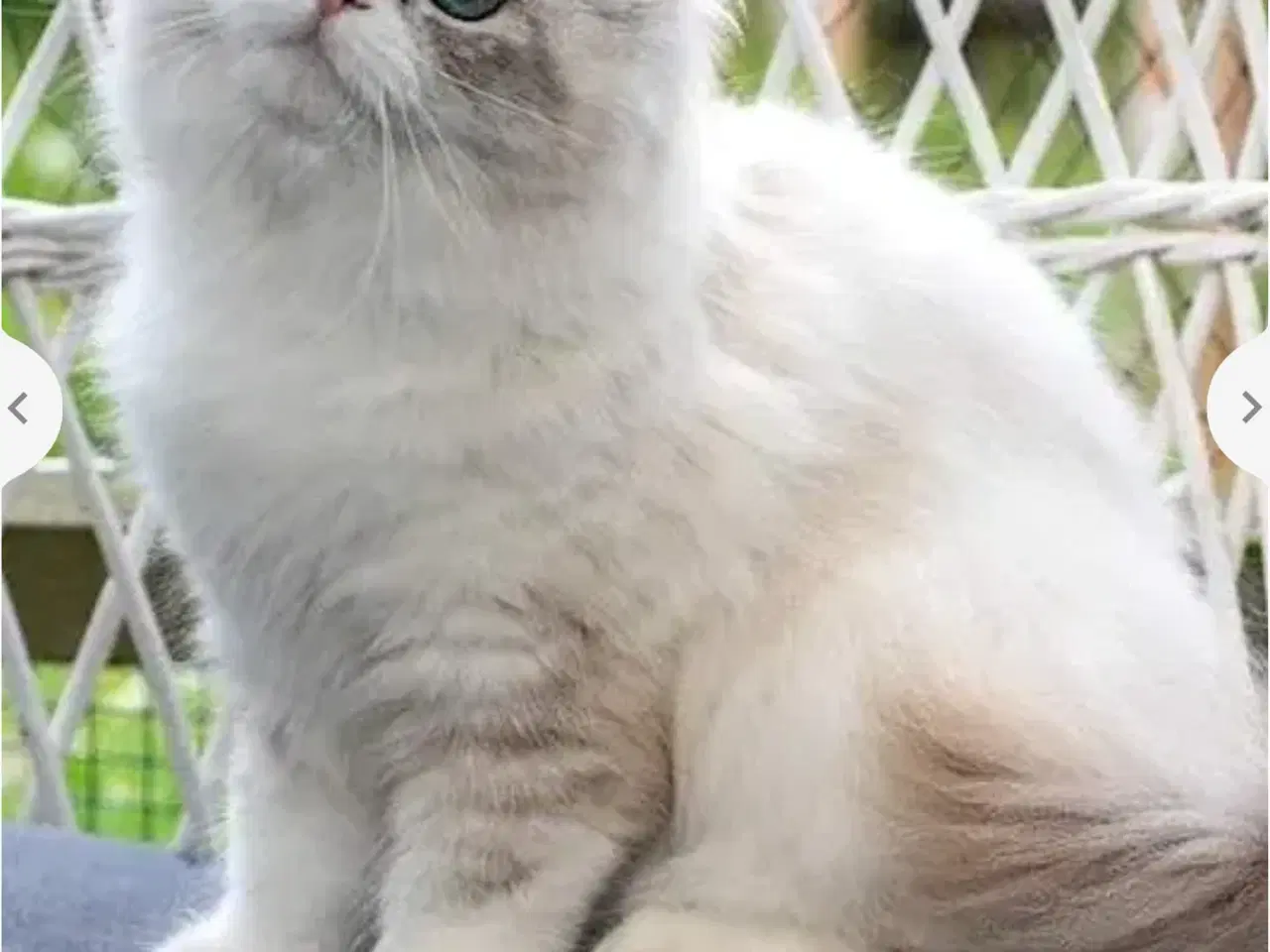 Billede 7 - Lækker ragdoll dreng med sjælden maske