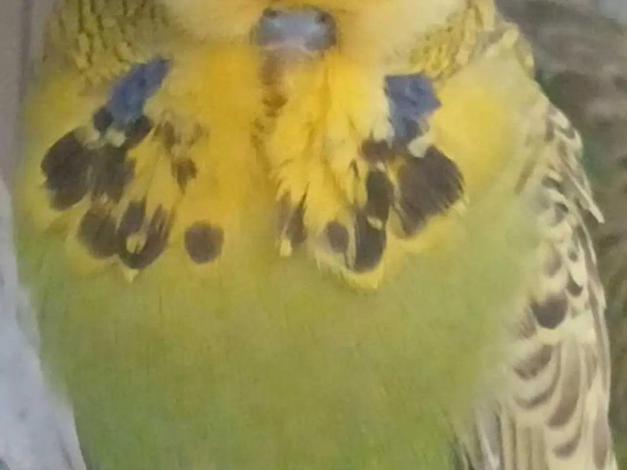 Billede 6 - Engelsk undulat han