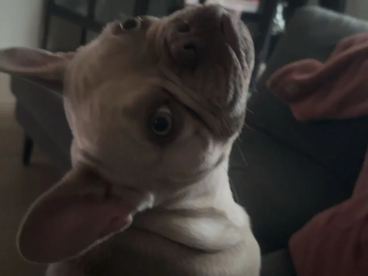 Billede 4 - Den smukkeste blue / zobel 