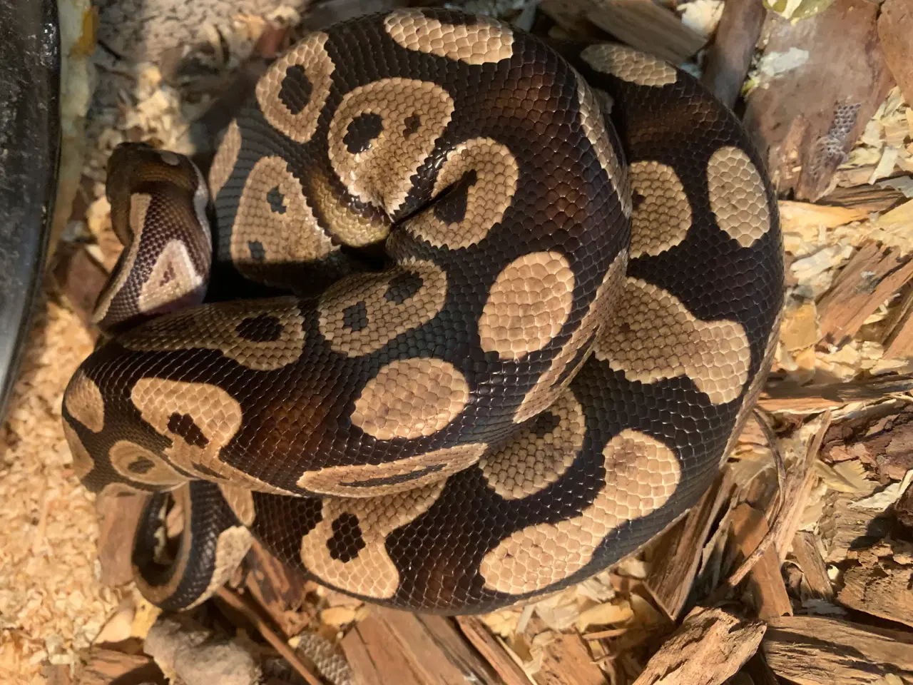 Billede 1 - Gratis komgepython 