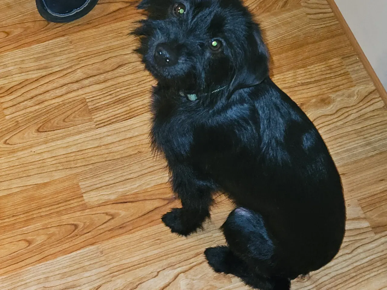 Billede 1 - Puddelblanding med yorksie terrie 