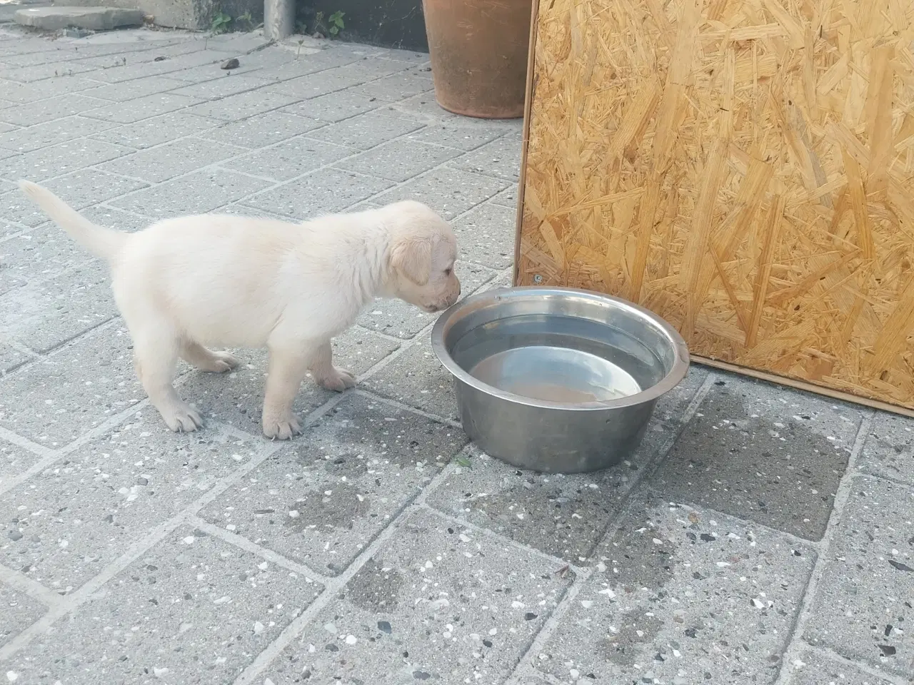 Billede 7 - Gule Labrador hvalpe.