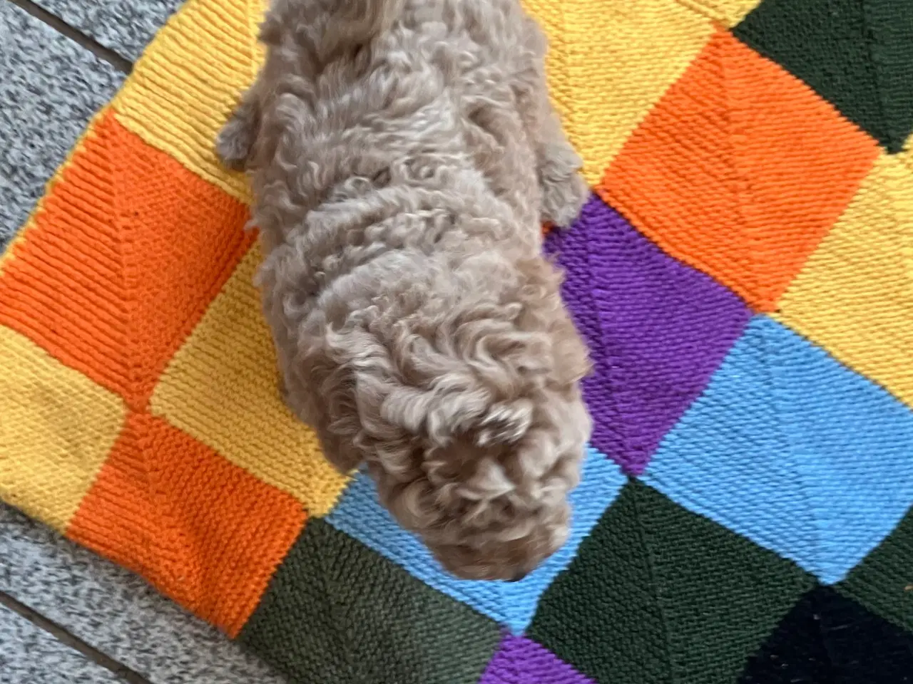 Billede 7 - Mellem labradoodle hvalpe Multigen